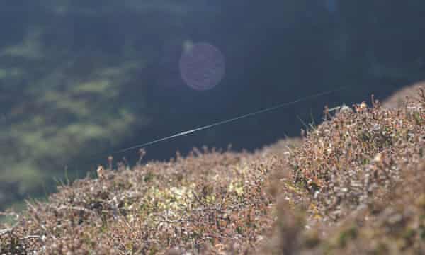 A gossamer thread in heather on Blencathra.