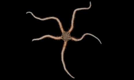 An Ophiuroidea, or brittle star, which is as old as the dinosaurs.