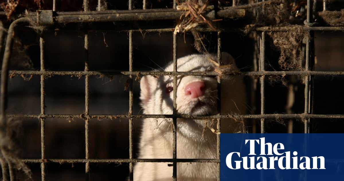 Bird flu outbreak at Utah mink farm sparks concerns about government response