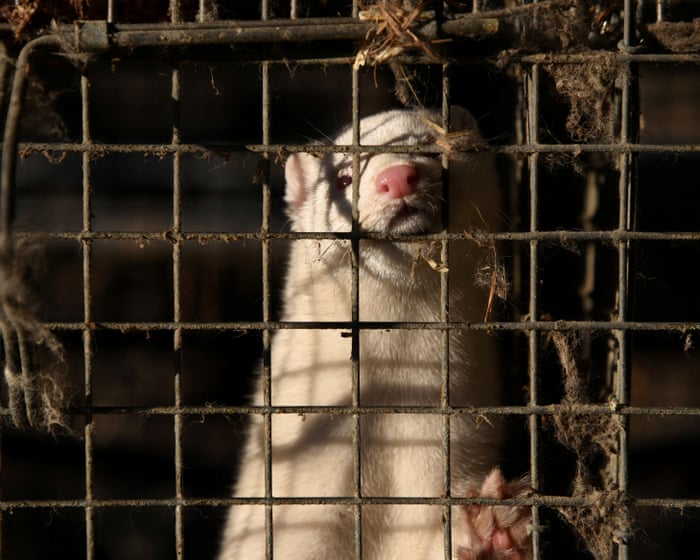 Utah Mink Farm Bird Flu Outbreak Raises Red Flags Over Government Inaction