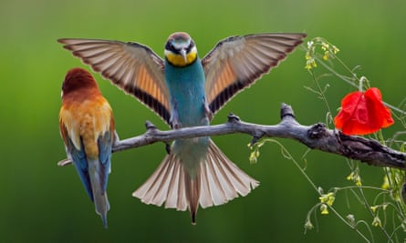 Pair of European Bee-eaters.