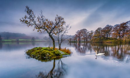 Rydal SwanRydal Water, Lake District, Cumbria, Royaume-Uni. Le 30 octobre 2014. L'image montre une scène de l'aube, une simple image d'un cygne solitaire glissant sur l'eau. L'image du cygne se reflète dans l'eau mais sa présence est si douce qu'elle fait à peine des ondulations à la surface de l'eau alors qu'elle se dirige vers la petite île avec un arbre solitaire. Au loin, nous voyons le paysage environnant d'arbres et de buissons. Brouillard bas à l'horizon qui se confond avec le ciel nuageux.