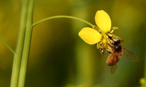 The newly revealed studies show Syngenta’s thiamethoxam and Bayer’s clothianidin seriously harmed bee colonies at high doses.