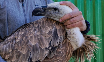 Wildlife vet Constantinos Antoniou holds a Griffon vulture outside a holding pen