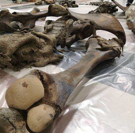 Remains of 10,000-year-old woolly mammoth pulled from Siberian lake | Fossils | The Guardian