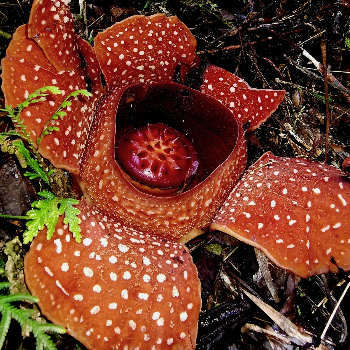 A striking work of nature': the search for a rare flower in the ...