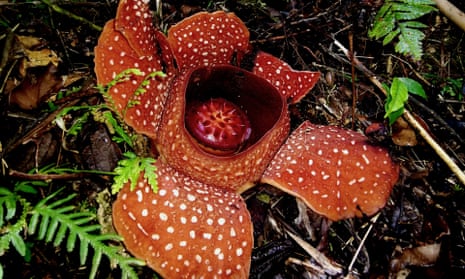 The Rafflesia banaoana flower, in the Luzon rainforest.
