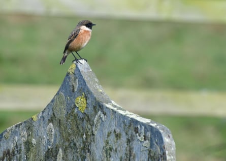 A male stonechat at Mwnt.