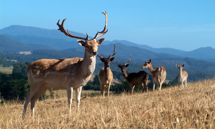 Tasmanian landowners are slaughtering 15,000 deer each year and dumping them in pits