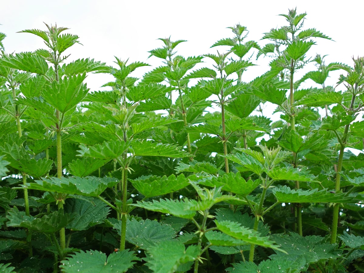 Stinging Nettles Rash Remedy