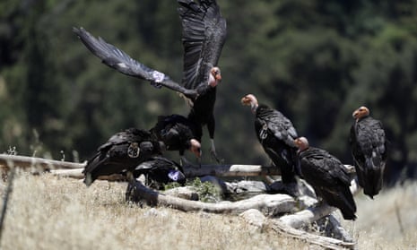 Seven California condors perch on fallen logs.