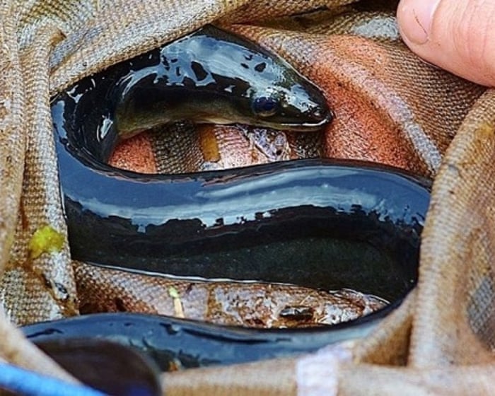 Activists blend science and folklore as they try to revive Somerset’s eel population