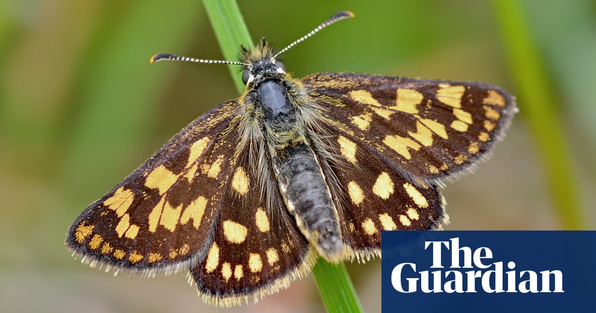 Secret site of chequered skipper butterfly’s English revival revealed