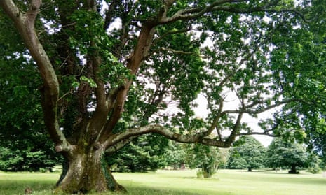 The Kilbroney oak in Kilbroney Park, Rostrevor, County Down, is thought to be more than 300 years old.