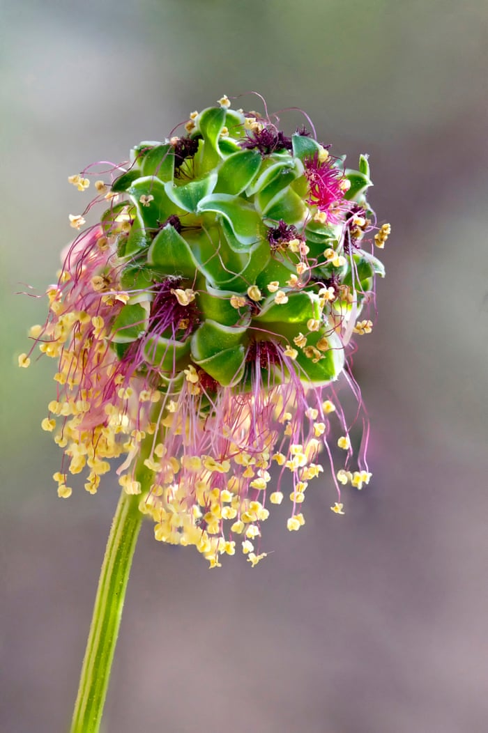 garden photography macro