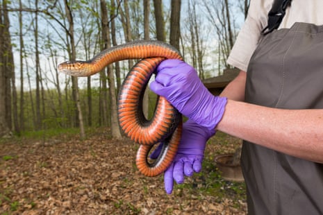 Seymour holds a female snake,  revealing its bright orange belly