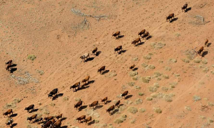 Cattle walking near a dry river bed