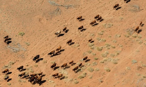 Cattle walking near a dry river bed on a farm near Port Hedland