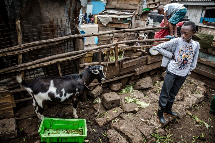 From A Ramshackle Slum Farm Young People Are Feeding Nairobi S