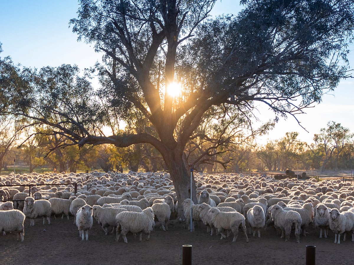 Australia S Sheep Left Without Shearers As Covid Halts Travel From New Zealand New Zealand The Guardian