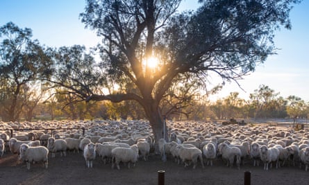 Australia S Sheep Left Without Shearers As Covid Halts Travel From New Zealand New Zealand The Guardian