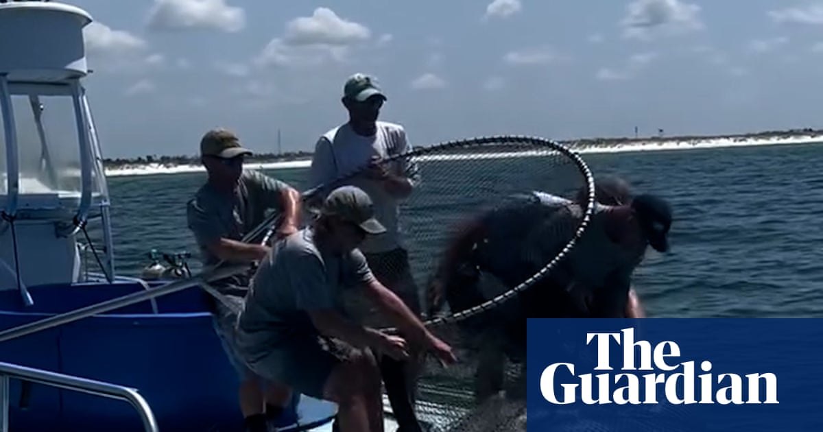 Legal capture of endangered manta ray sparks bipartisan outrage in Florida