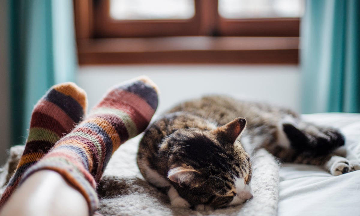 Why Cats Lick Plastic And Other Odd Behaviors Explained