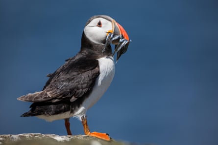 Puffin with mouthful of sand eels.