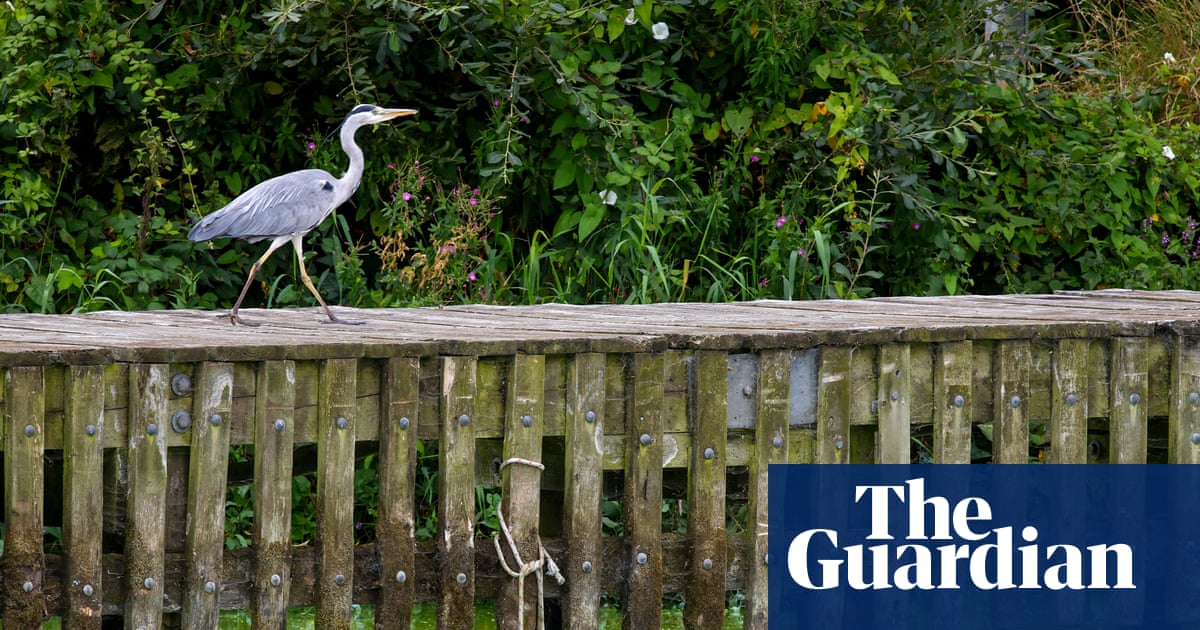 Eel fisher takes on authorities at Belfast court over pollution in UK’s largest lake