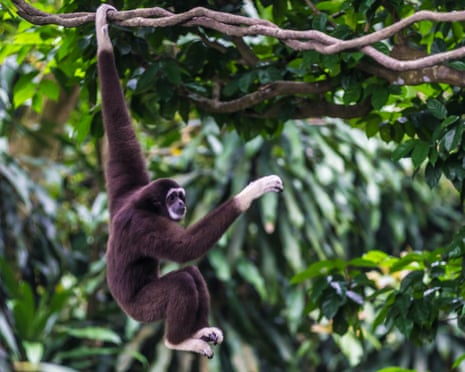 A white-handed gibbon moving across trees