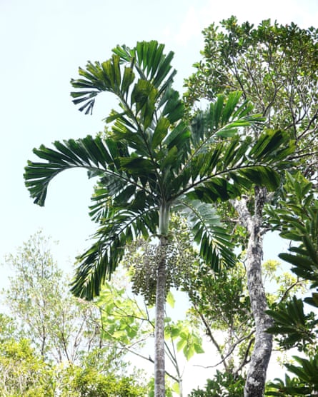 Adonidia zibabaoa, aa red-fruited palm from the Philippines