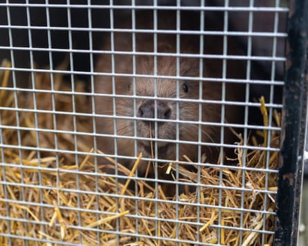 A beaver gazes out through the grill of a crate