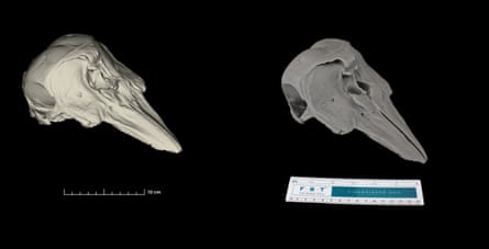 A vaquita’s skull against a black background