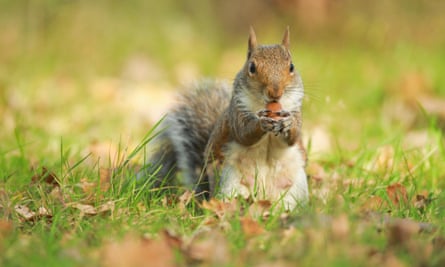 Squirrels in Richmond Park are much healthier.