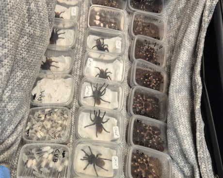 Snakes, spiders and rare birds seized by Border Force in month-long operation