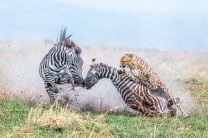 Those last seconds – Maasai Mara national reserve, Kenya: winner in behaviour – mammals category