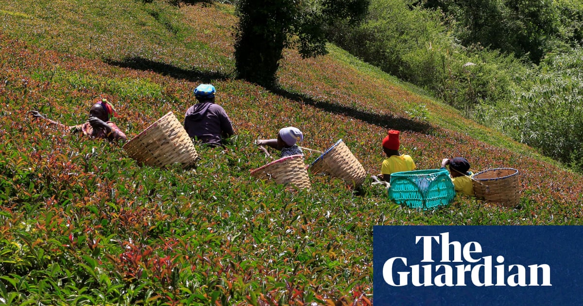 Tea-growing areas to be badly hit if global heating intensifies