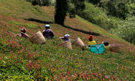 Workers pick purple tea leaves at the Gatura Greens purple tea plantation in Gatura settlement of Muranga, Kenya.