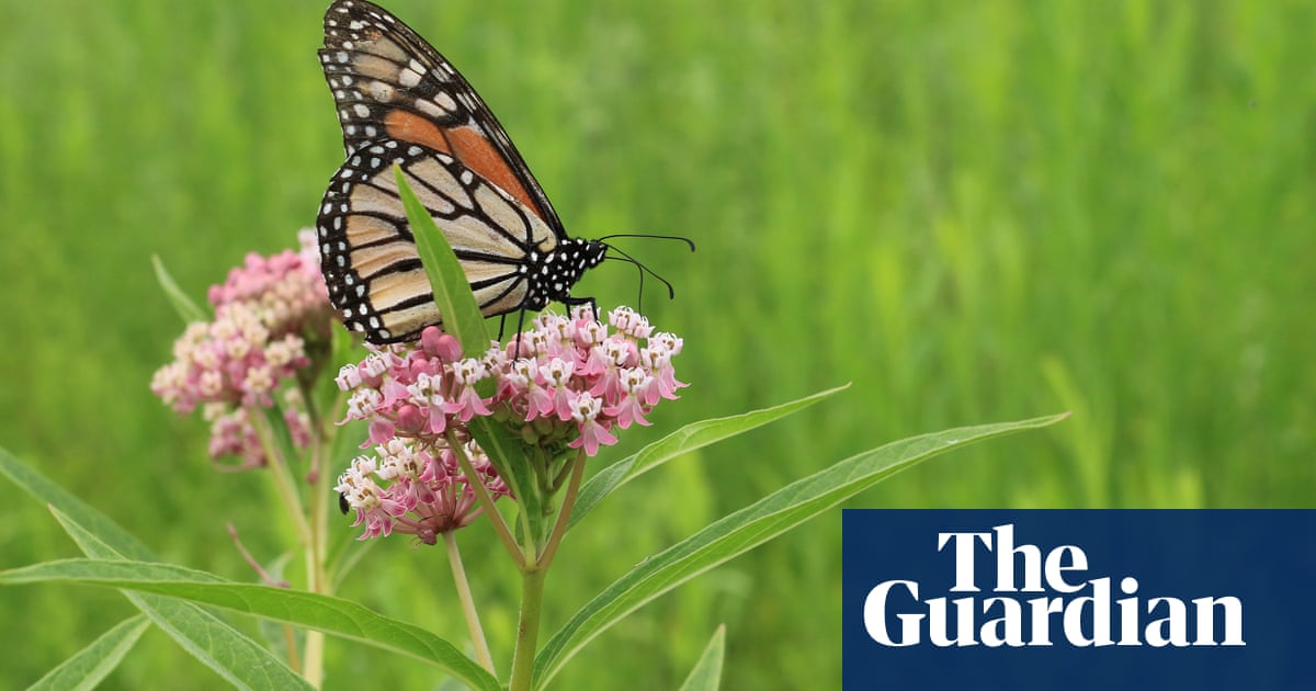 Monarch butterflies are nearly extinct. California has a plan to save them
