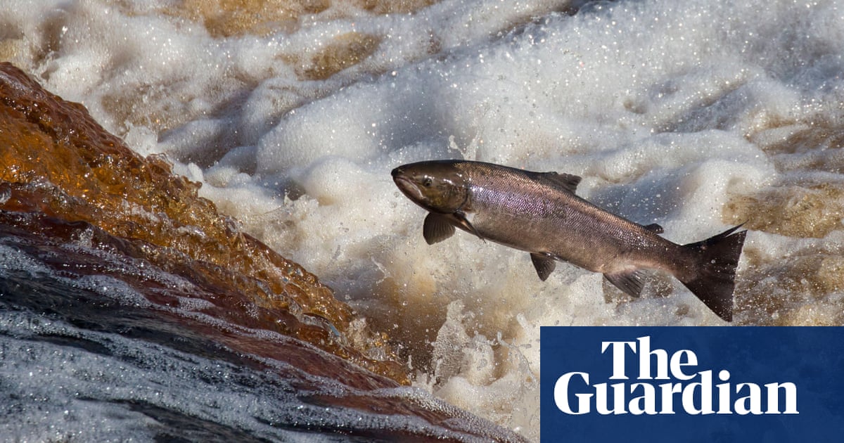 Norway reveals plans for river trap system to protect wild salmon