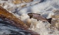 Atlantic salmon (Salmo salar) leaping on upstream migration