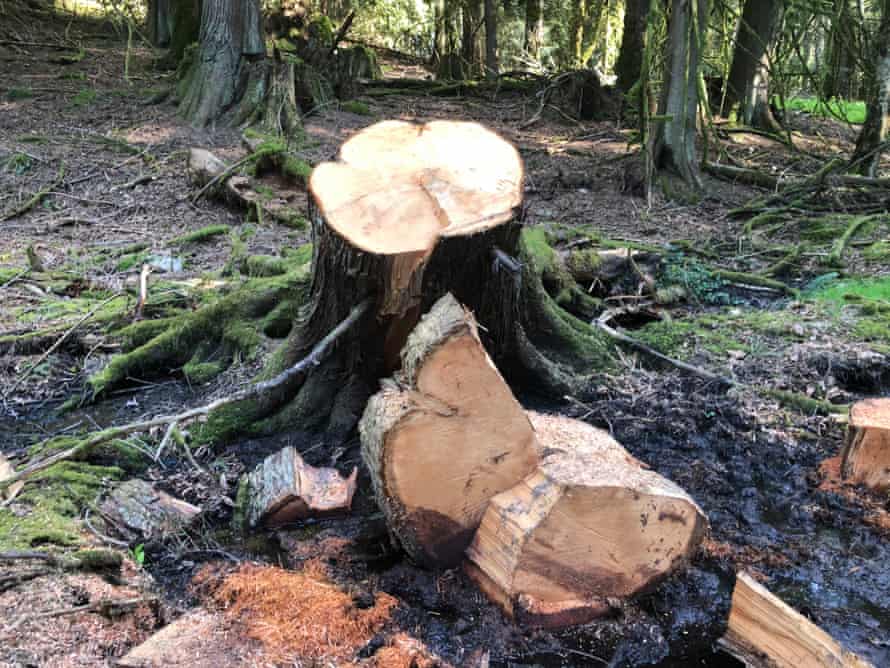 Western red cedar, estimated at 87 years old, poached on Stoney Hill.