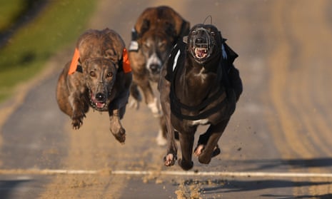 The Greyhound Board of Great Britain said the industry was determined to eradicate avoidable injuries and unnecessary deaths.