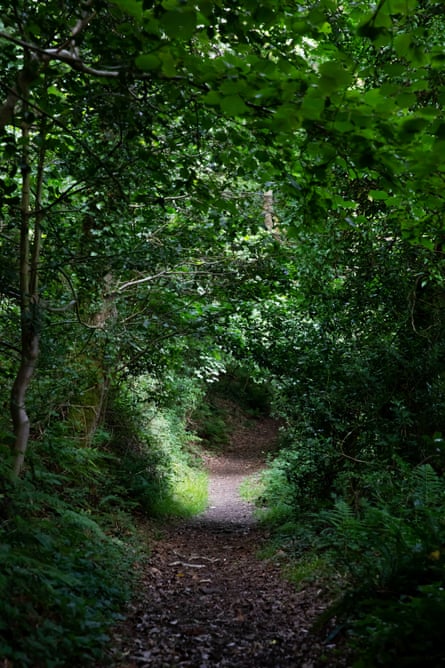 A tunnel of light in the foliage near Marsland water.