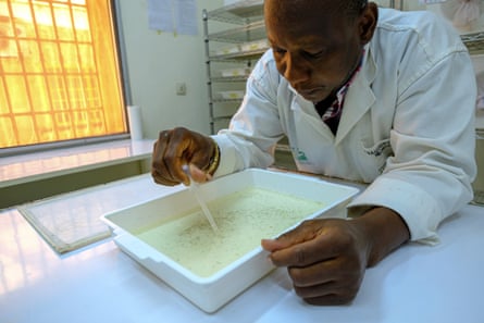 In the insectarium of Target Malaria, Moussa Namountougou inspects a tray with mosquito larvae