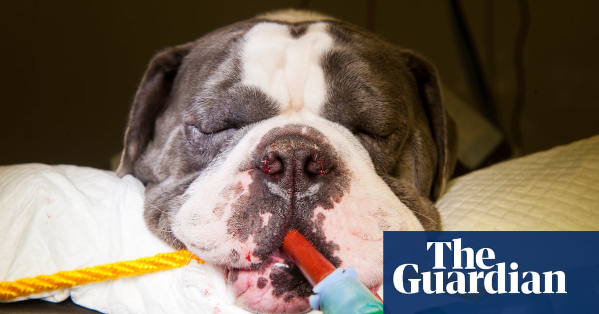 'This is a calamity': the surgeons keeping pugs and bulldogs alive