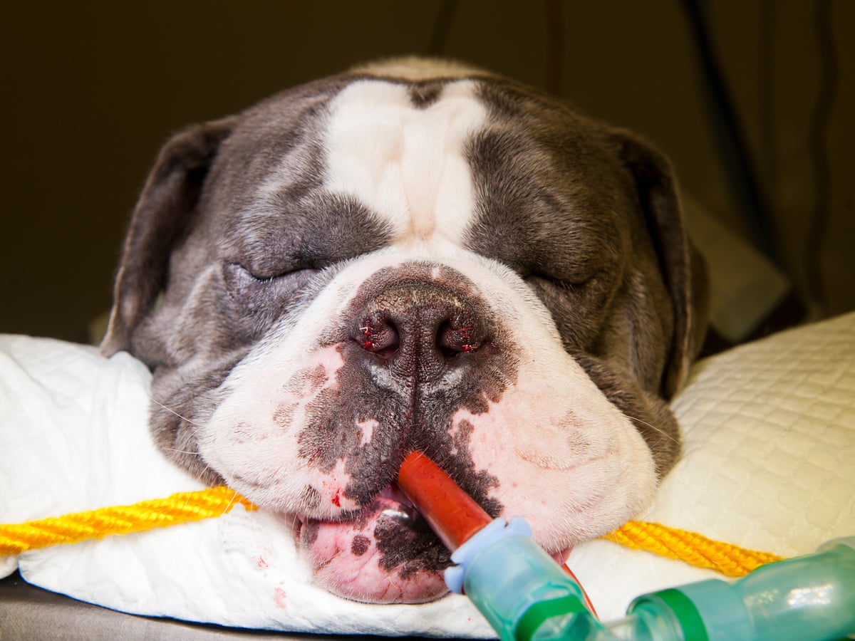 This Is A Calamity The Surgeons Keeping Pugs And Bulldogs Alive Dogs The Guardian This Is A Calamity The Surgeons Keeping Pugs And Bulldogs Alive Dogs The Guardian