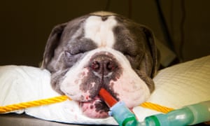 Sidney, a bulldog, undergoes an operation to improve his breathing at Battersea Dogs & Cats Home