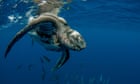 The five: changes in animal behaviour due to global heating