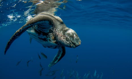 Leatherback turtles are having to swim further to feedling grounds.